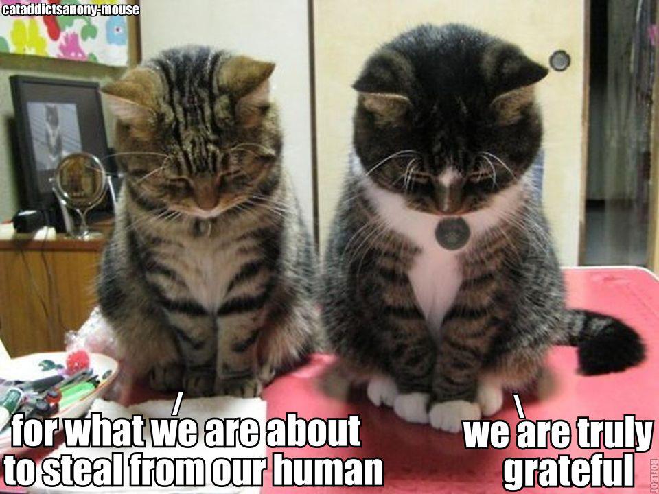 grateful-cats